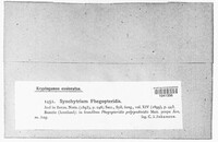 Synchytrium phegopteridis image